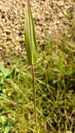 Image of hairy cupgrass