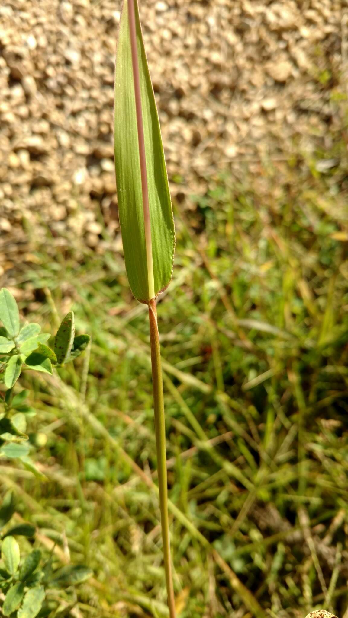 Image of hairy cupgrass