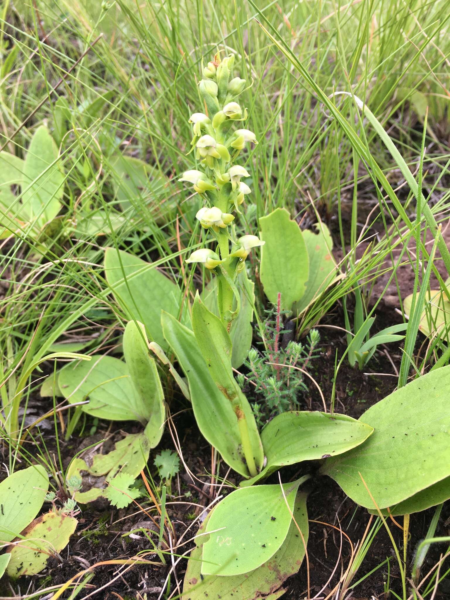 Image of Satyrium microrrhynchum Schltr.