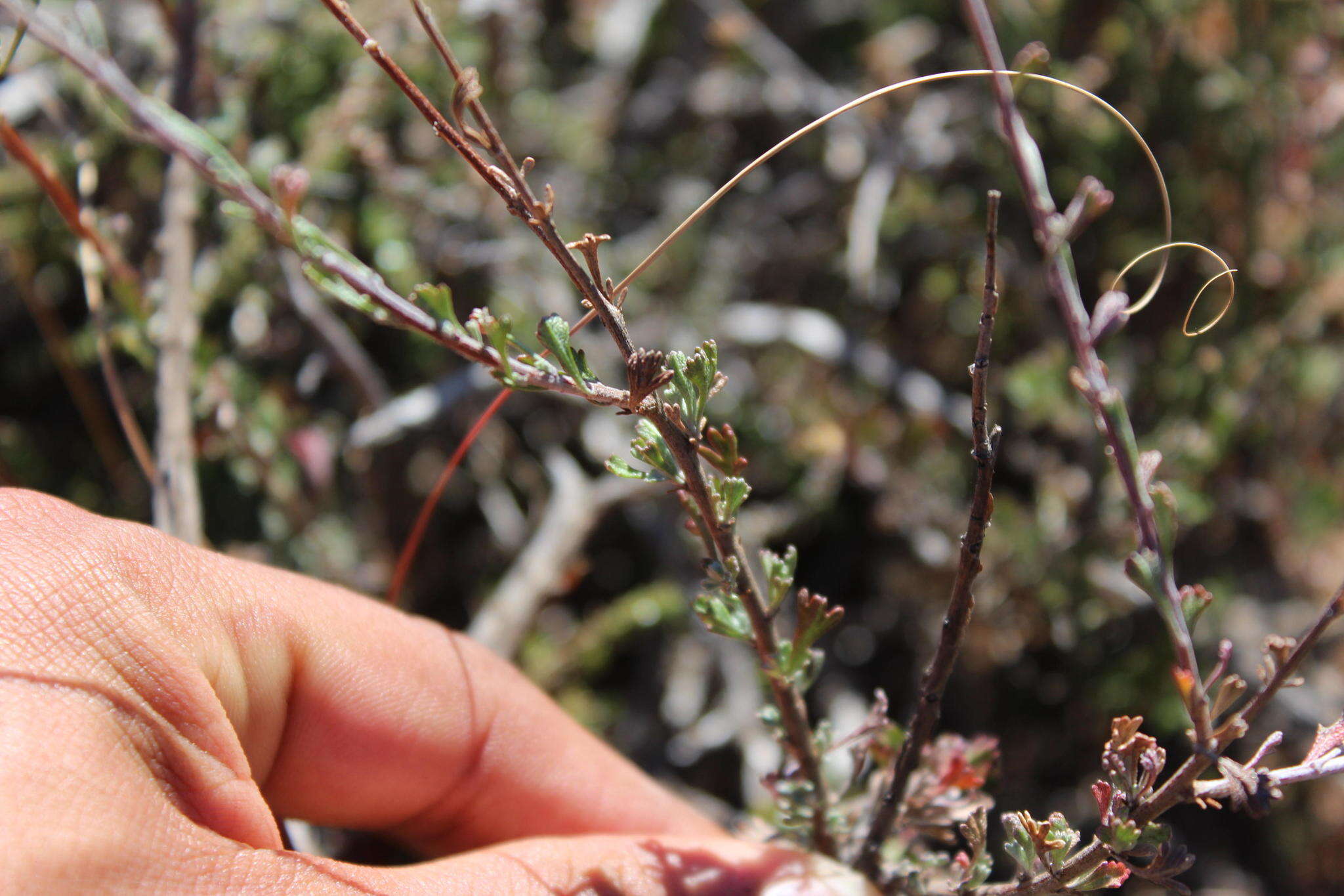 Image of Pentzia quinquefida (Thunb.) Less.