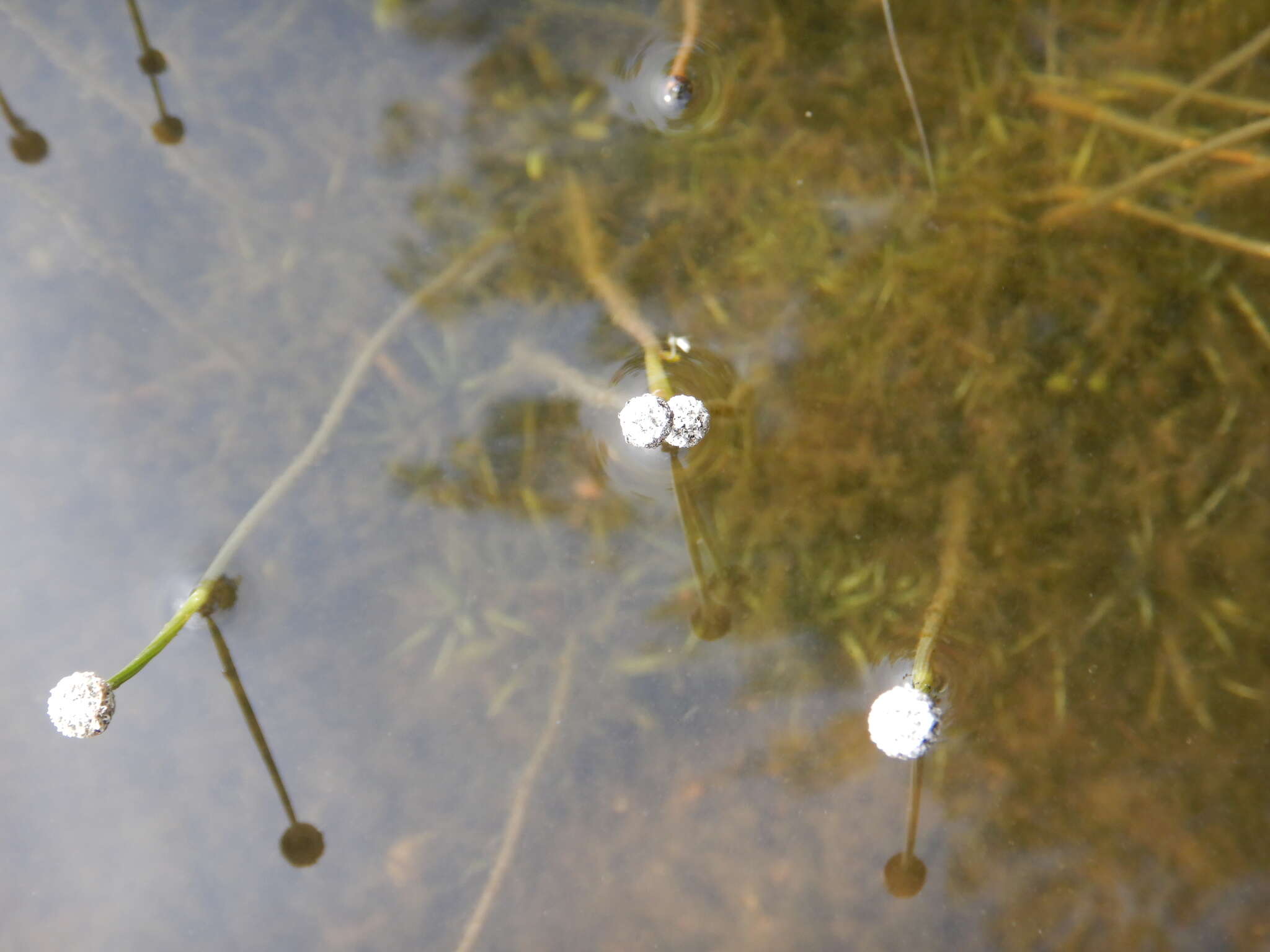 Eriocaulon aquaticum (Hill) Druce resmi