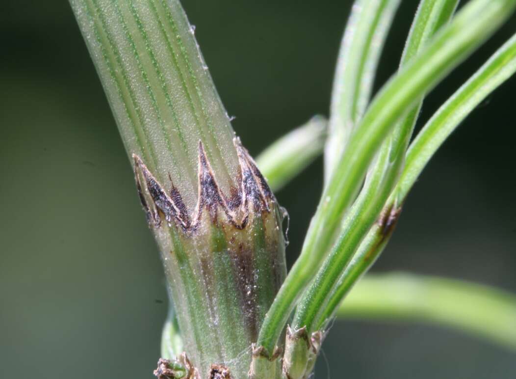 Image of field horsetail