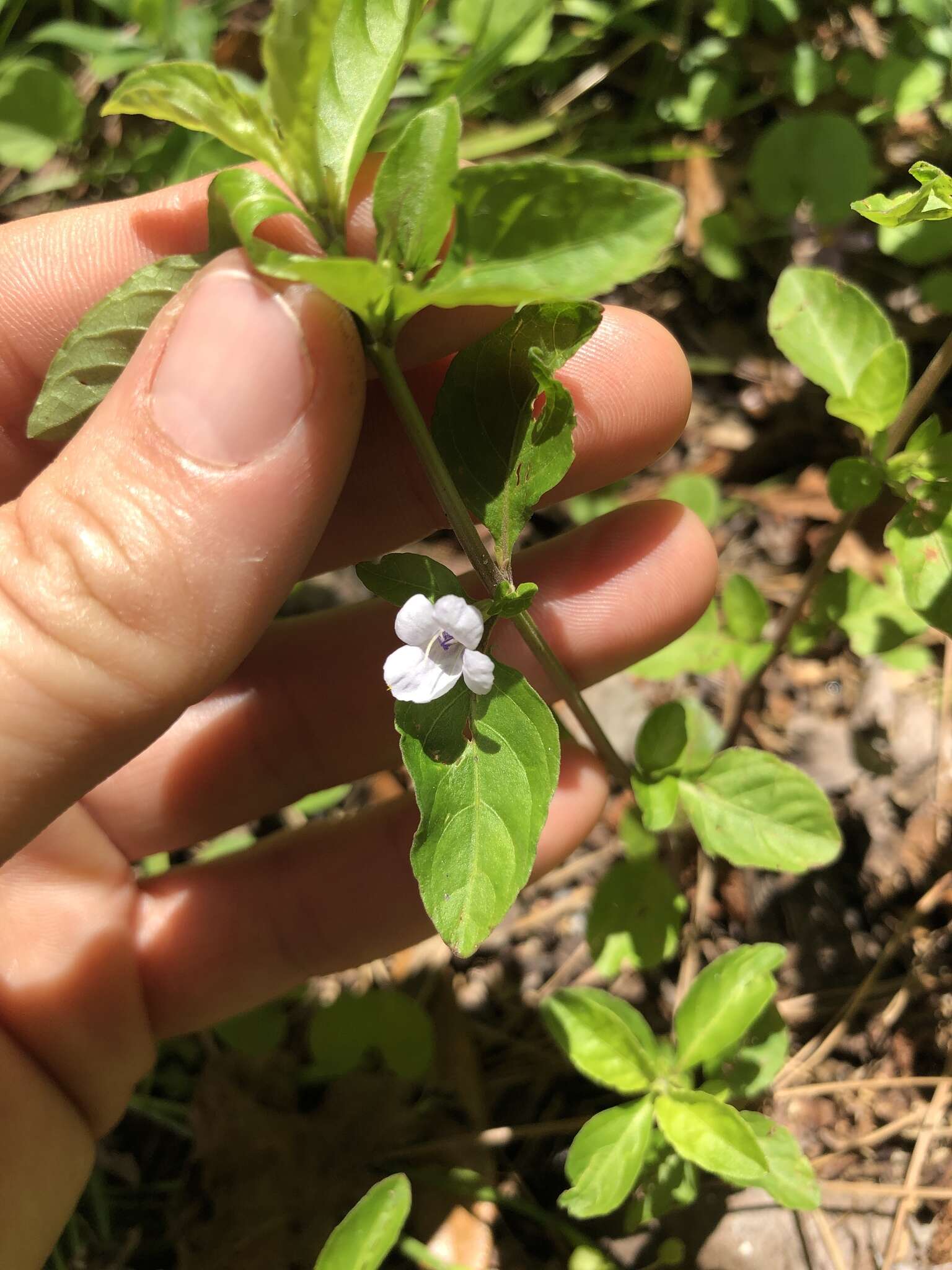 Image of Swamp Snakeherb