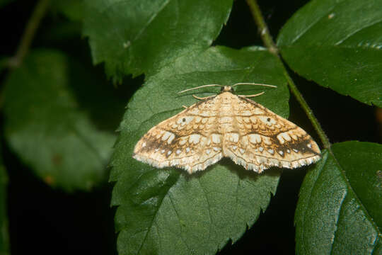 Image of Laciniodes unistirpis Butler 1878