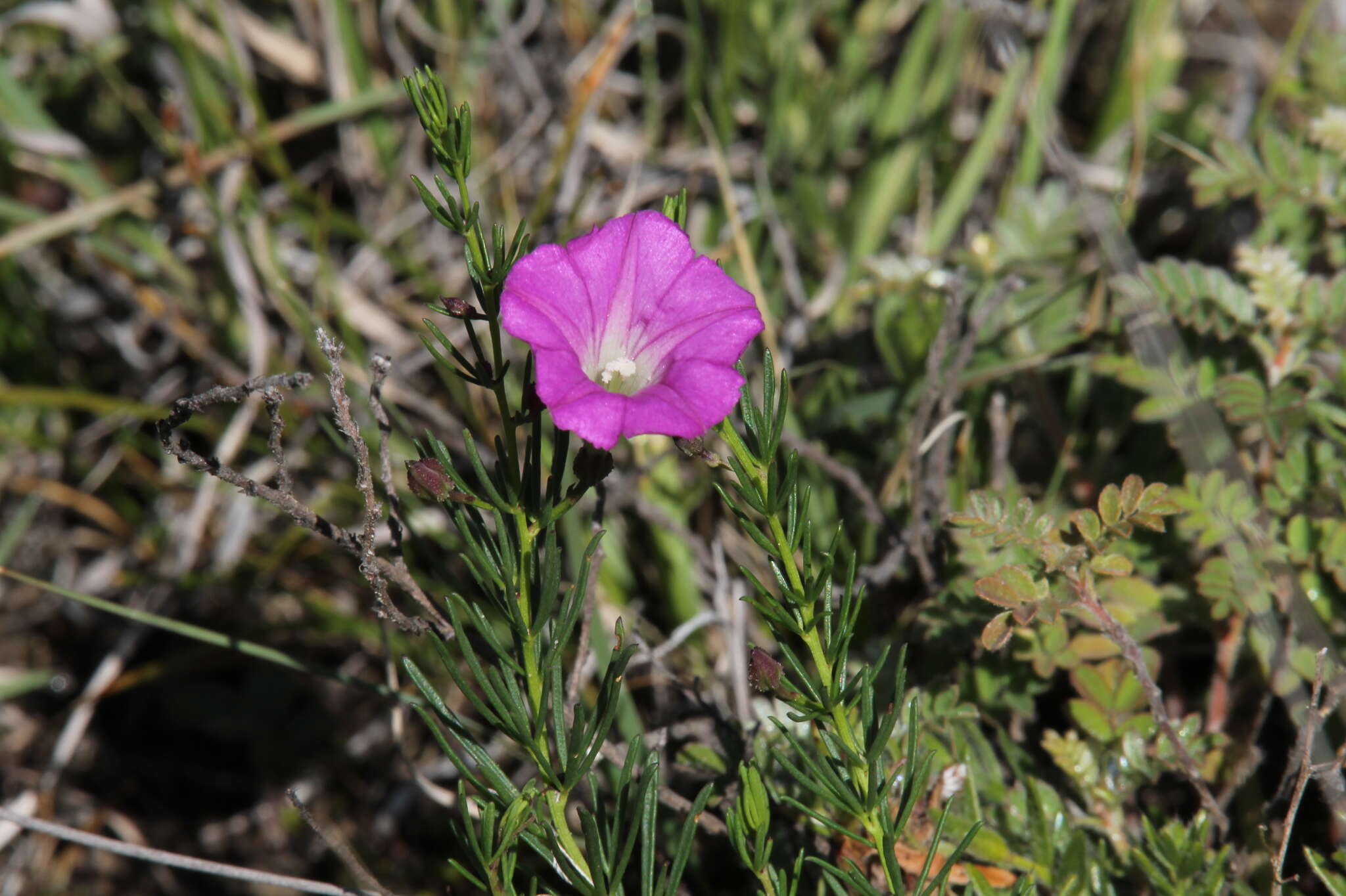 Plancia ëd Ipomoea capillacea (Kunth) G. Don