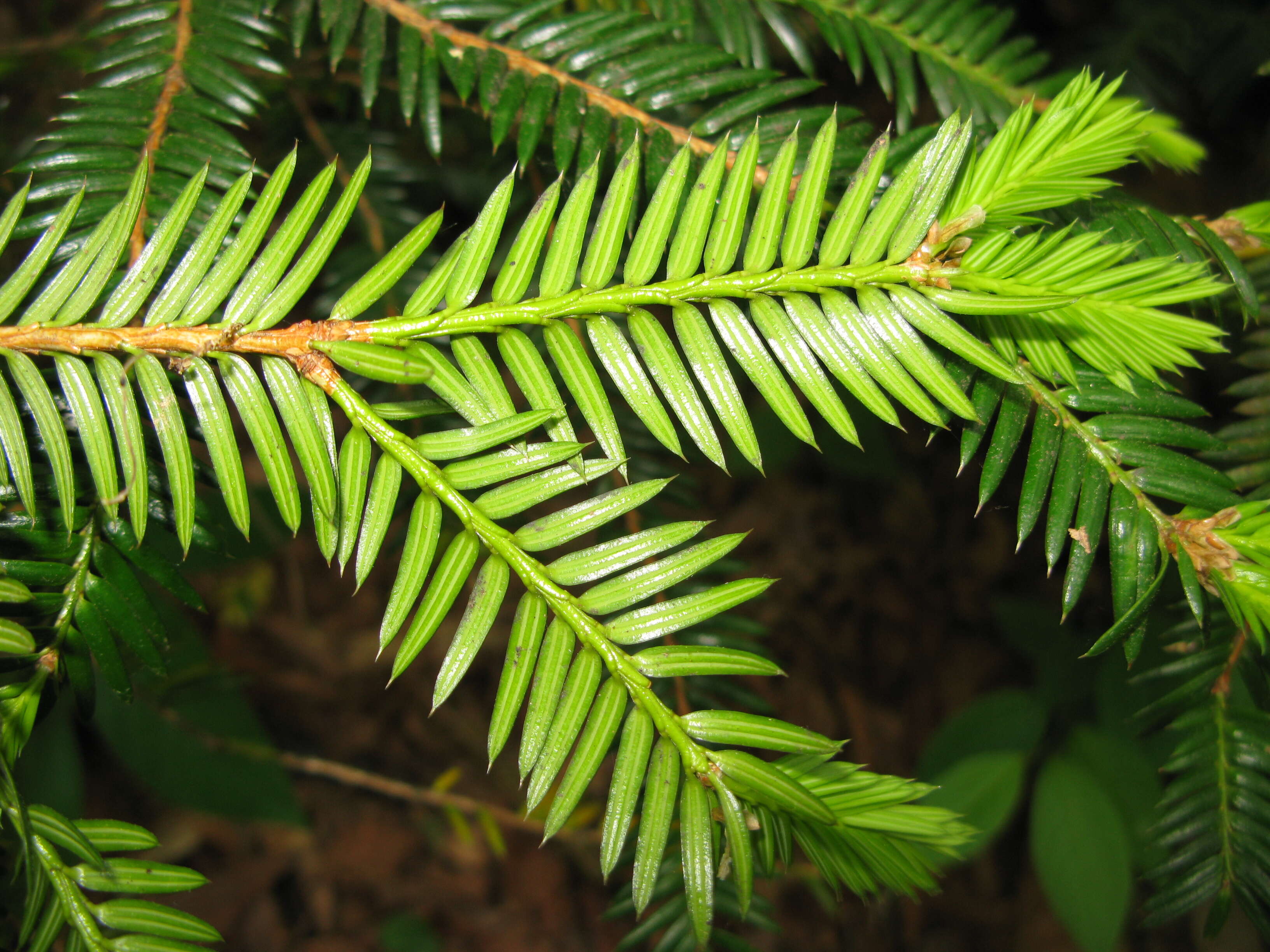 Image of Japanese Nutmeg Tree