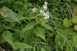 Sivun Eurybia furcata (E. S. Burgess) G. L. Nesom kuva