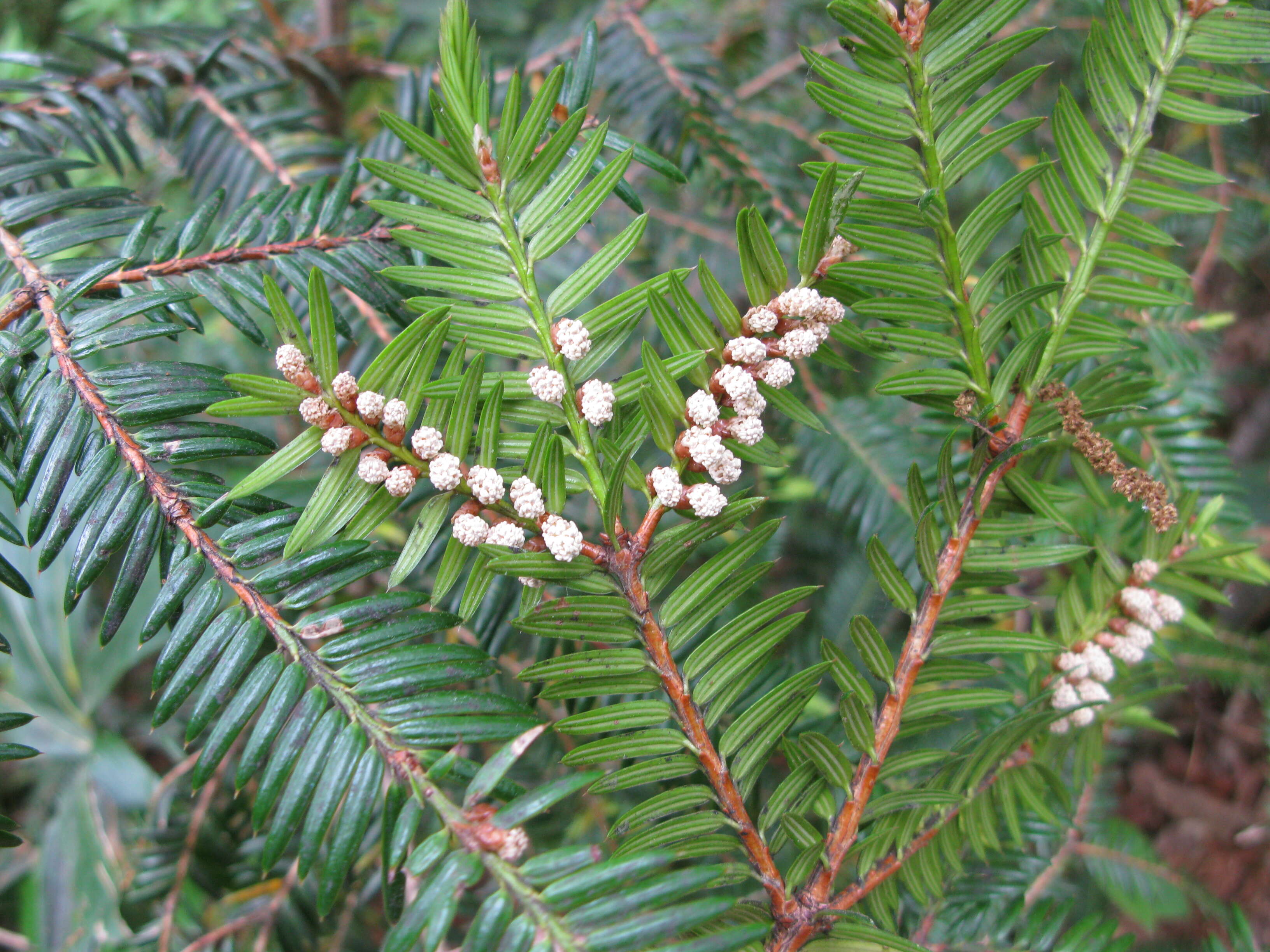 Image of Japanese Nutmeg Tree