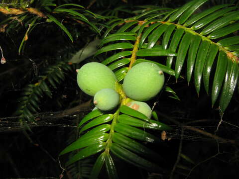 Image of Japanese Nutmeg Tree