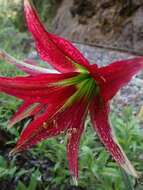 صورة Hippeastrum machupijchense (Vargas) D. R. Hunt