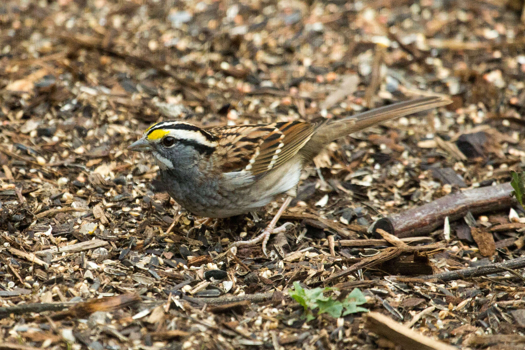 Image of White-throated Sparrow