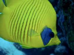 Image of Addis Butterflyfish