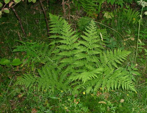 Image of Lady-fern