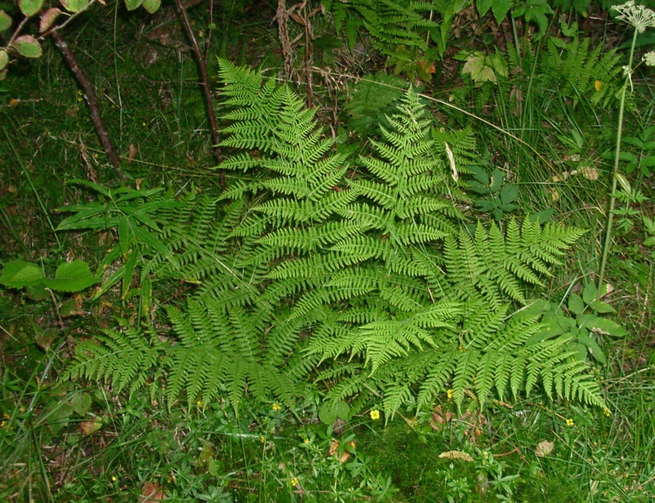 Image de fougère femelle