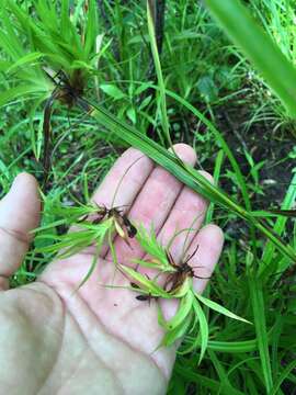 Imagem de Scirpus lineatus Michx.