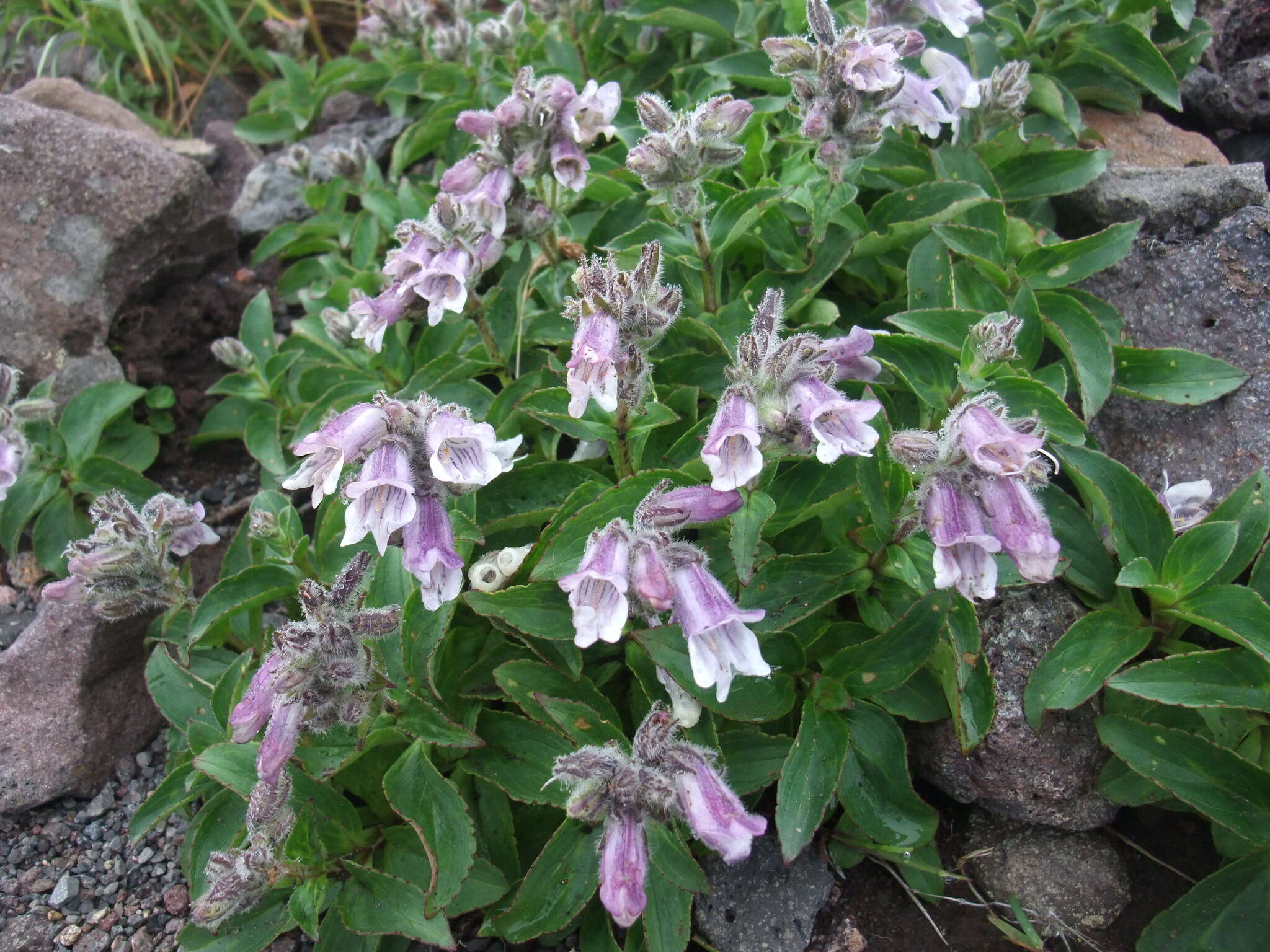 Image of Pennellianthus frutescens (Lamb.) Crosswhite