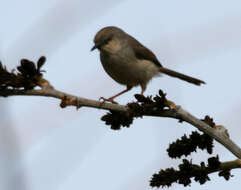 Image de Prinia Horsfield 1821