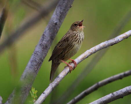 Image of Lanceolated Warbler