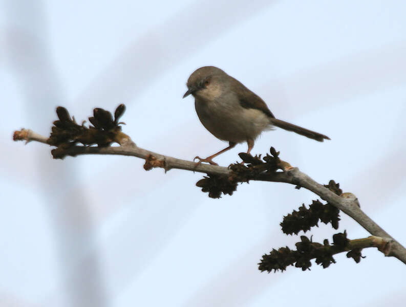 Image of Grey-breasted Prinia