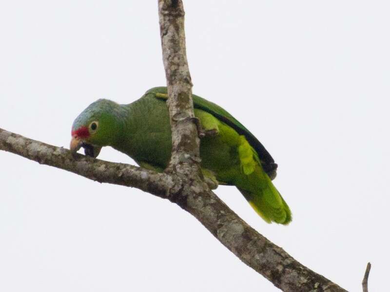 Image of Amazona autumnalis salvini (Salvadori 1891)