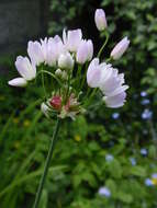 Image of Allium roseum L.