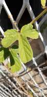 Image of Passiflora ciliata var. santiagana (Killip) Vanderpl.