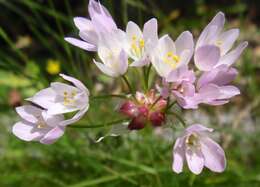 Image of Allium roseum L.