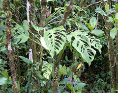 Image of Monstera oreophila Madison