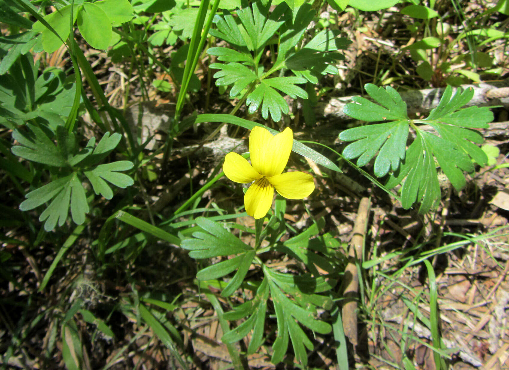 Image de Viola sheltonii Torr.