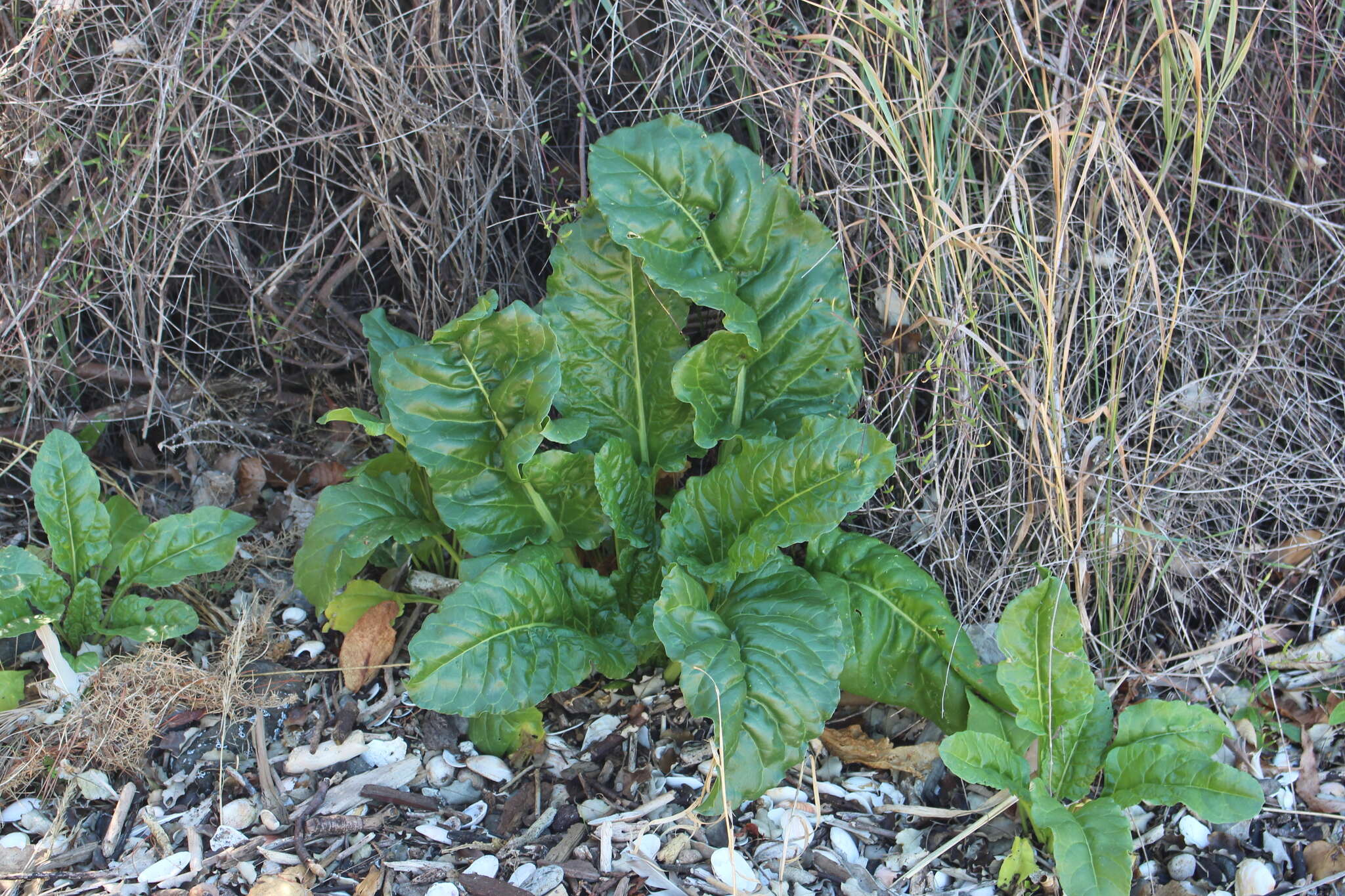 Image of common beet