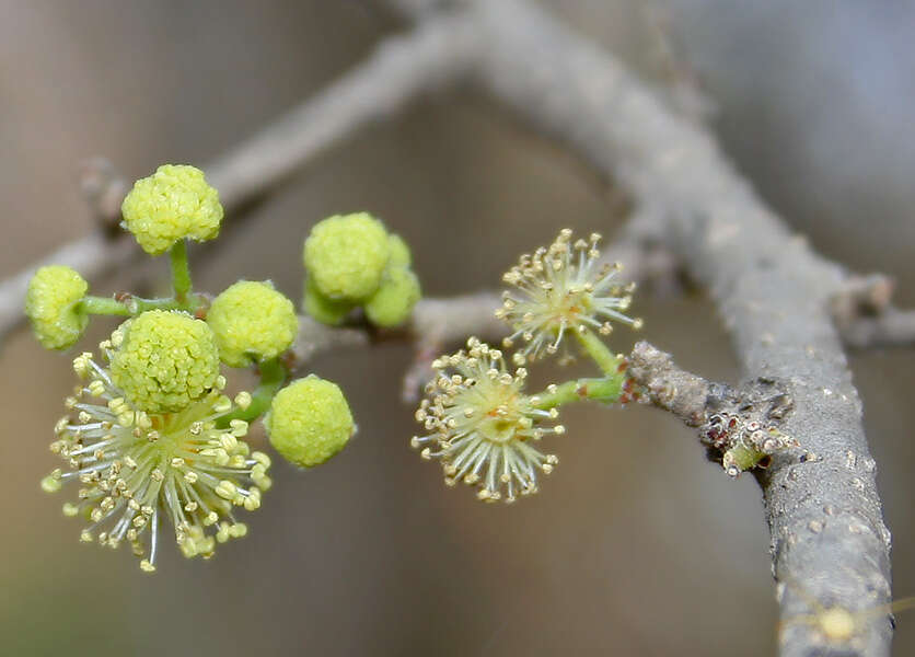 Image of governor's plum