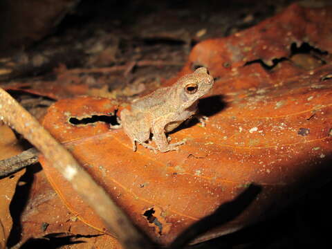 Image of Peters’ Dwarf Frog