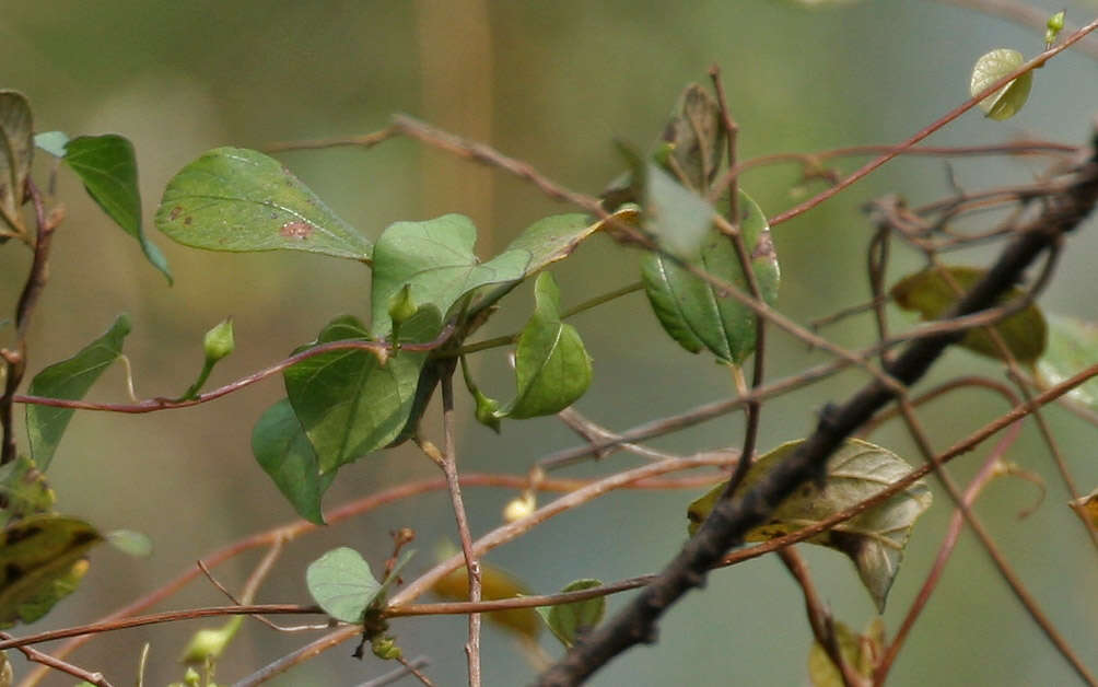 Image of Obscure Morning Glory