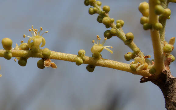 Image of Lannea coromandelica (Houtt.) Merr.