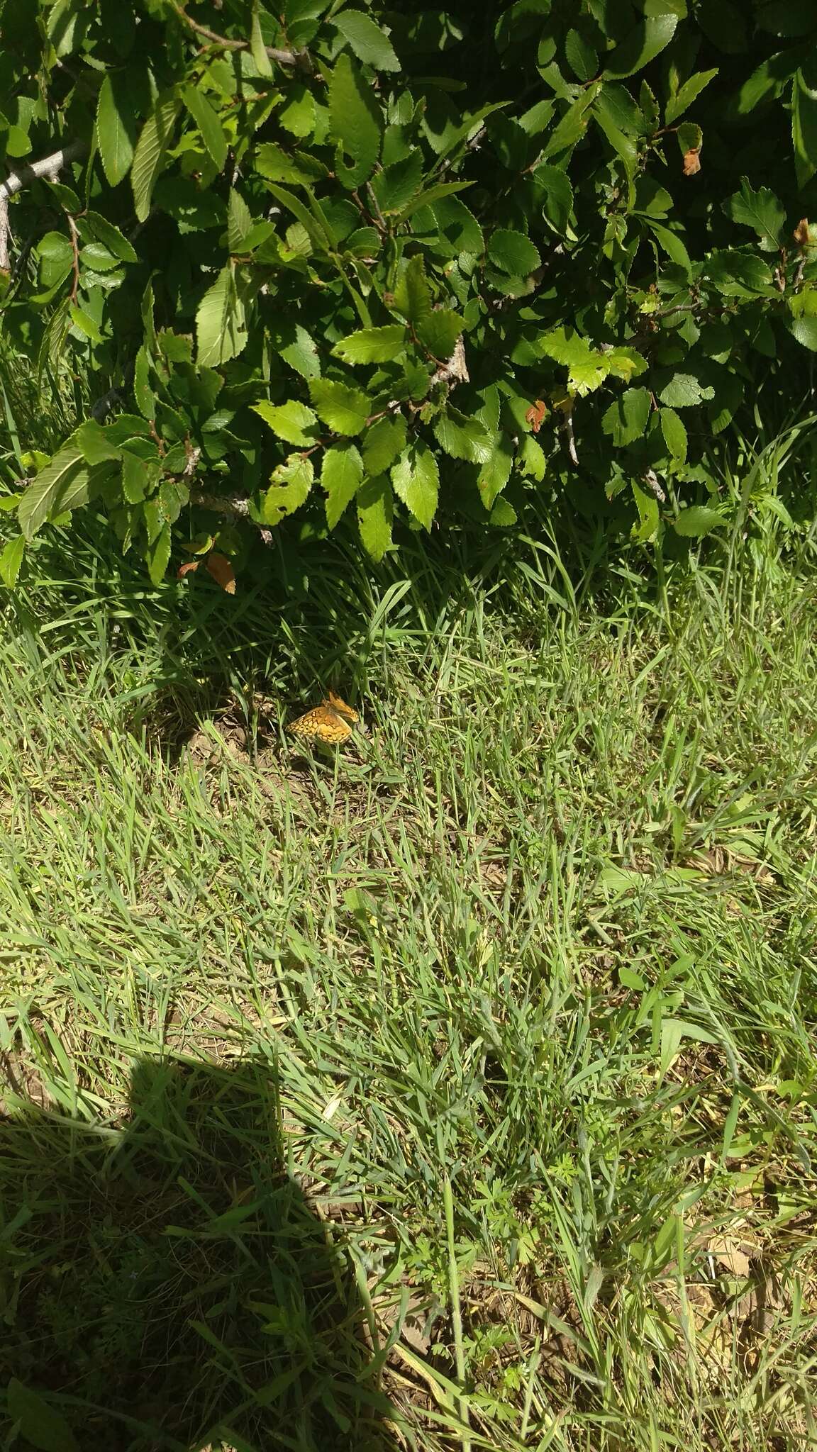 Image of Variegated Fritillary