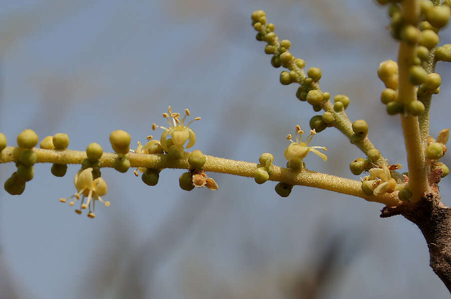 Image of Lannea coromandelica (Houtt.) Merr.