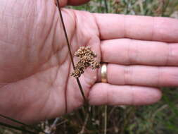 Image of Juncus gregiflorus L. A. S. Johnson