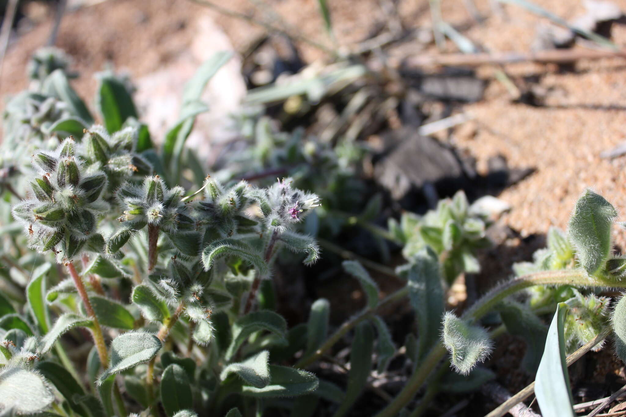 Слика од Craniospermum subvillosum Lehm.