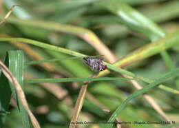 Image of Paracatua rubrolimbata (Signoret 1854)