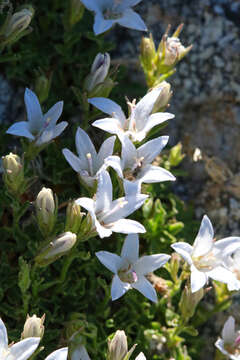 Image of Castle Crags bellflower