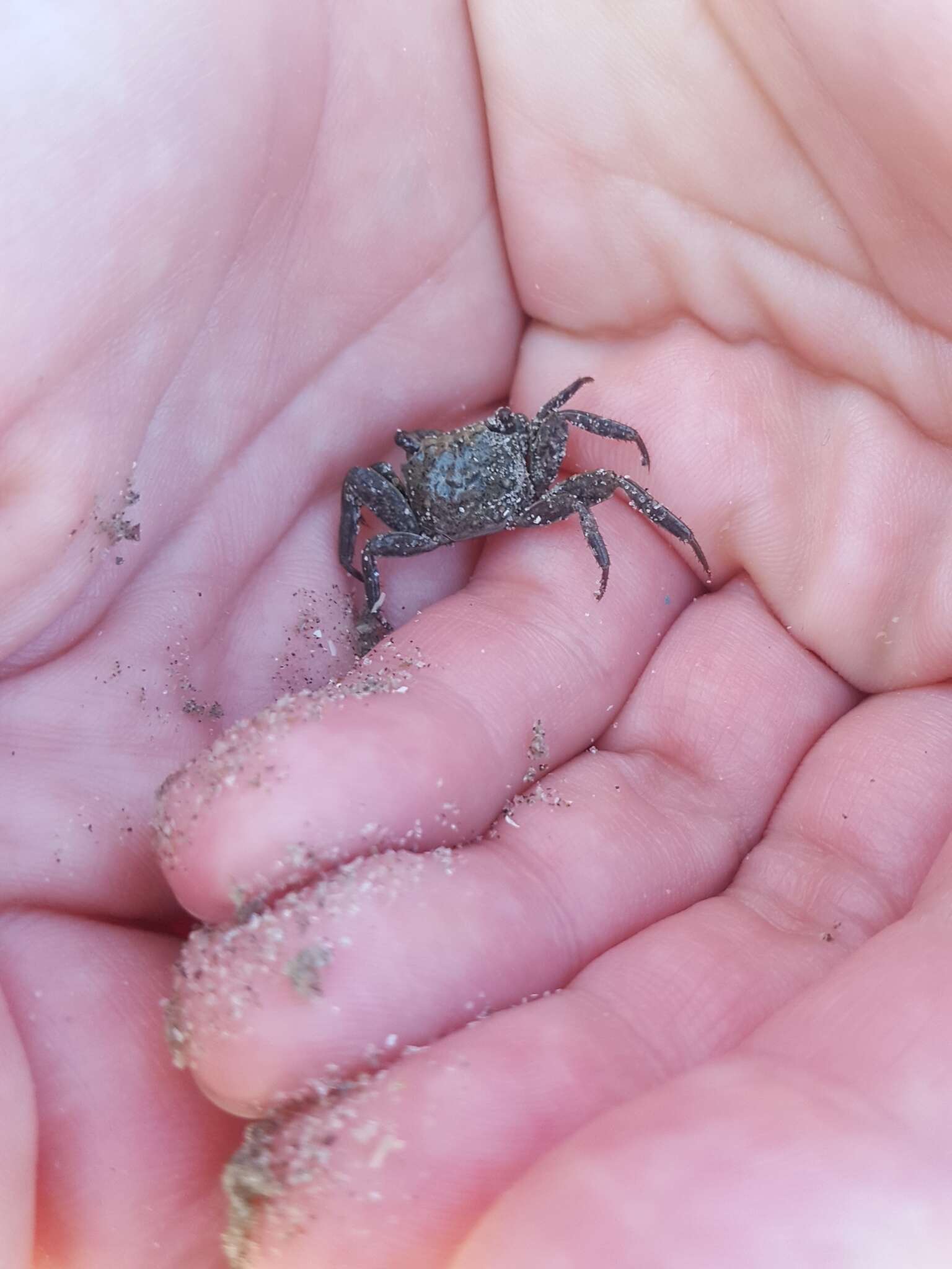 Image of Squareback Marsh Crab