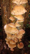 Image of Auricularia delicata (Mont. ex Fr.) Henn. 1893