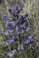 Слика од Sophora stenophylla A. Gray