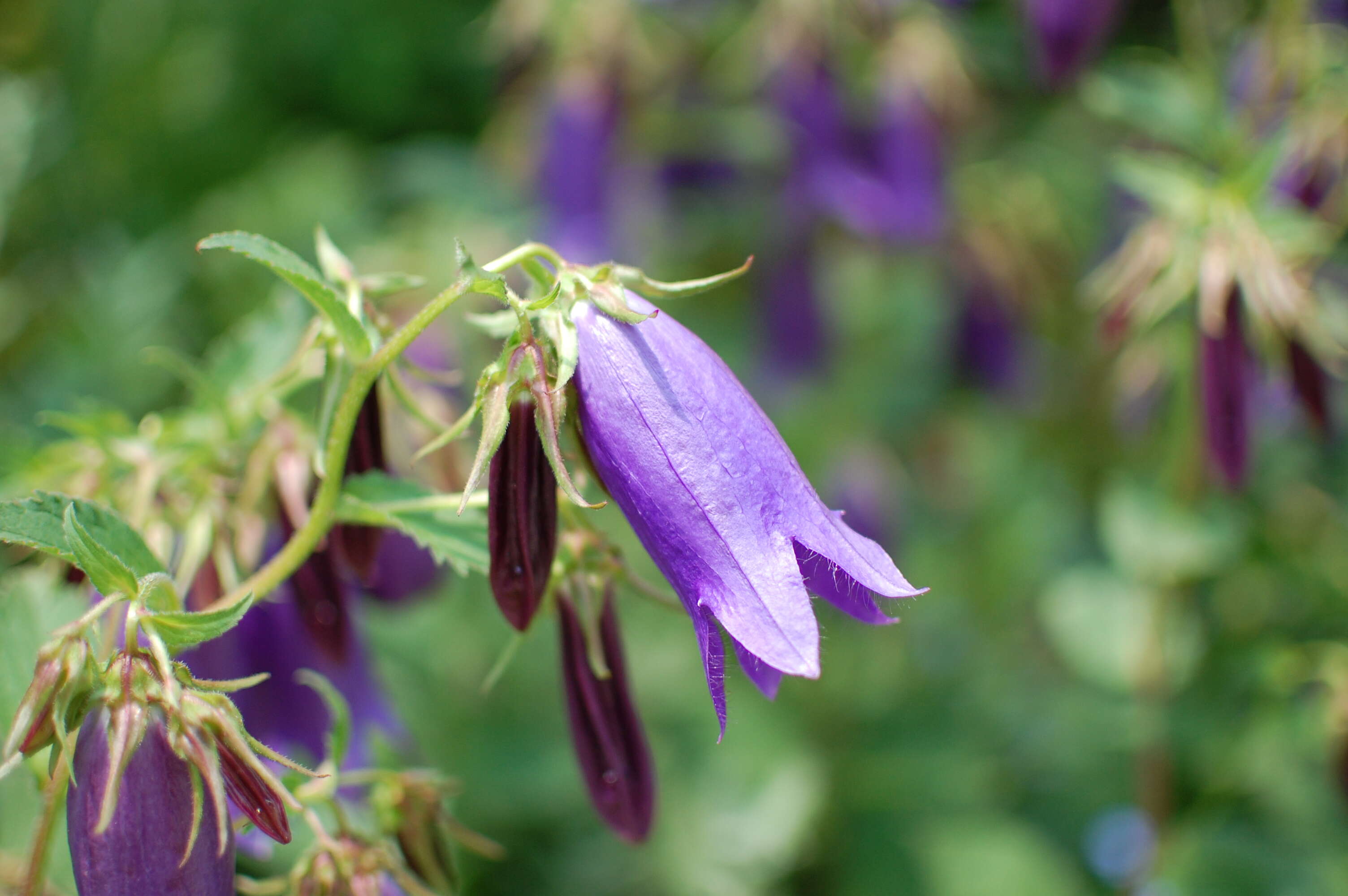 Image of Campanula punctata var. punctata