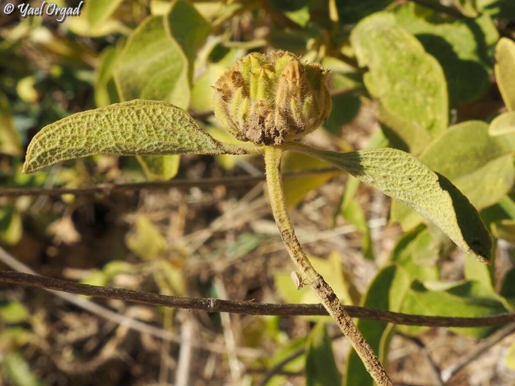 Image of Phlomis chrysophylla Boiss.