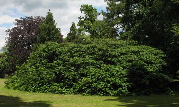 Imagem de Aesculus parviflora Walt.