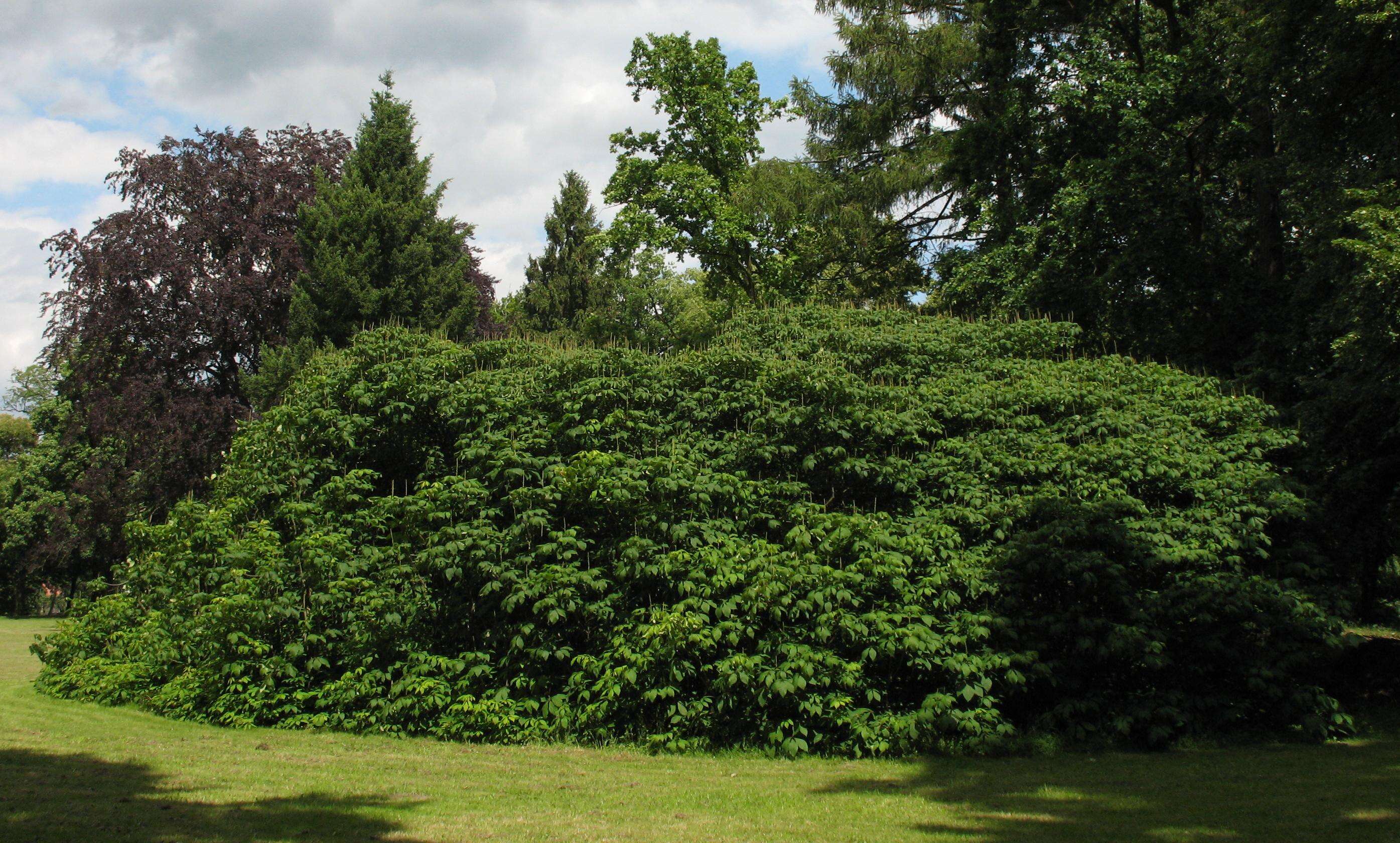 Imagem de Aesculus parviflora Walt.