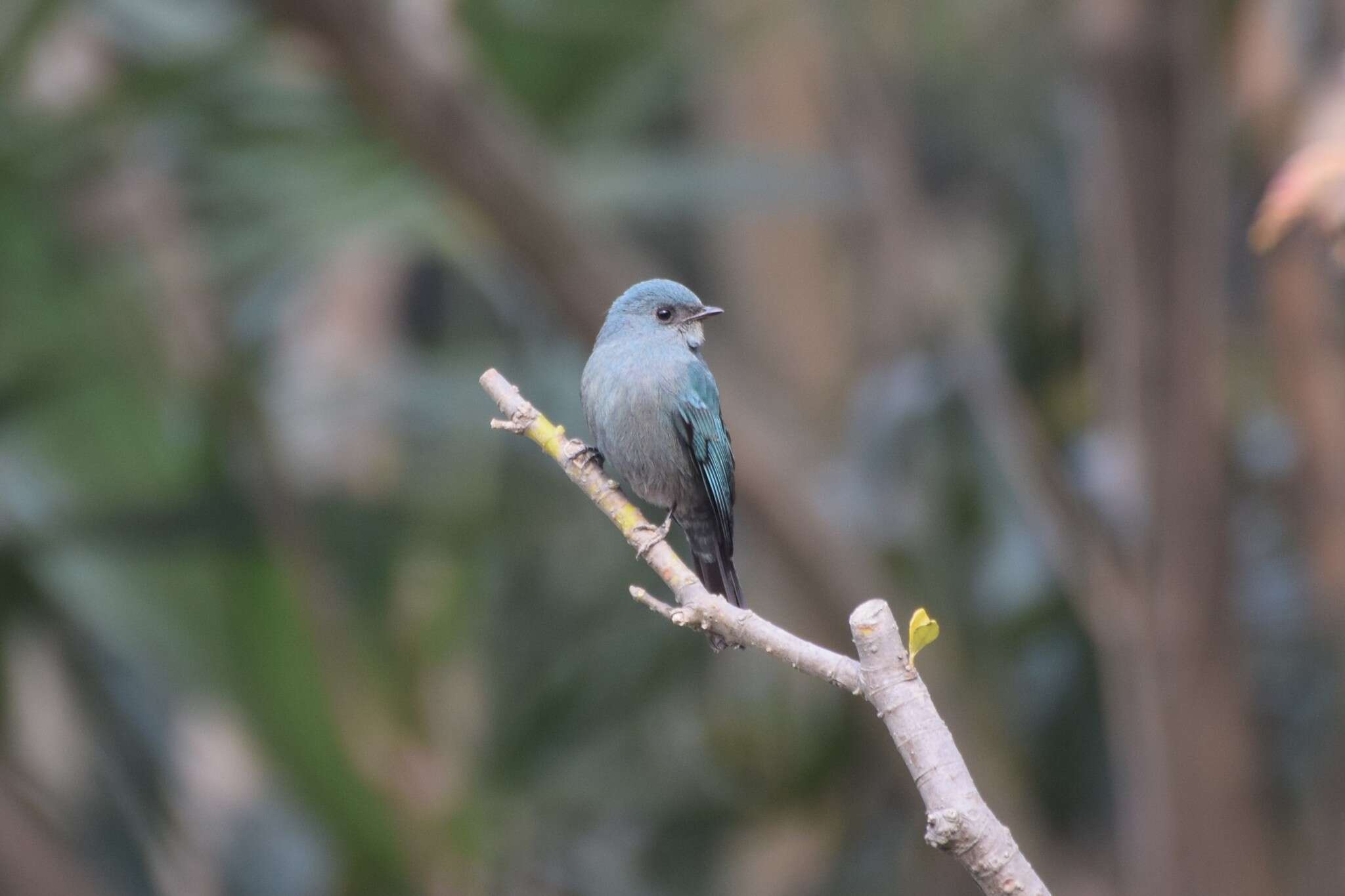 Image of Verditer Flycatcher