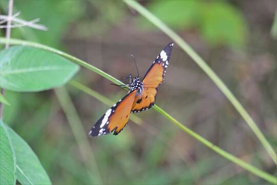 Image of Danaus (Anosia) chrysippus subsp. bataviana Moore 1883