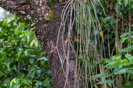 Image of Acanthostachys strobilacea (Schult. & Schult. fil.) Klotzsch